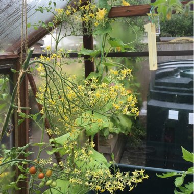Solanum Lycopersicum var. cerasiforme 'Cilagia'