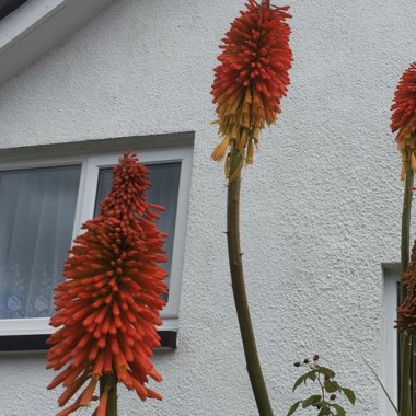 Kniphofia 'Nobilis' syn. Kniphofia uvaria 'Nobilis', Kniphofia uvaria var. nobilis