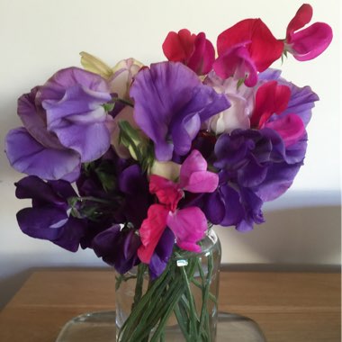 Sweet Pea