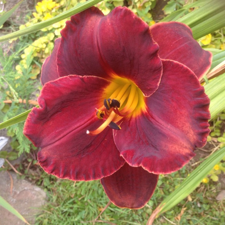 Plant image Hemerocallis 'Berlin Red Velvet'