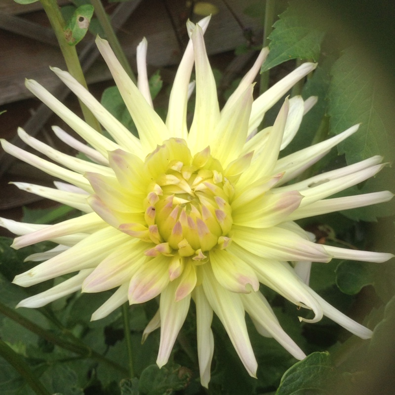 Plant image Dahlia 'Twiggy'