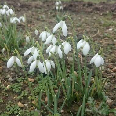 Snowdrop (Species) Common Snowdrop