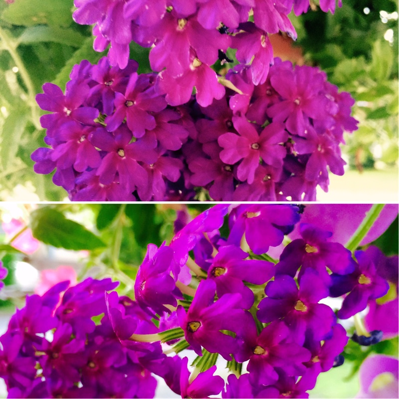 Plant image Phlox paniculata 'Purple Kiss'