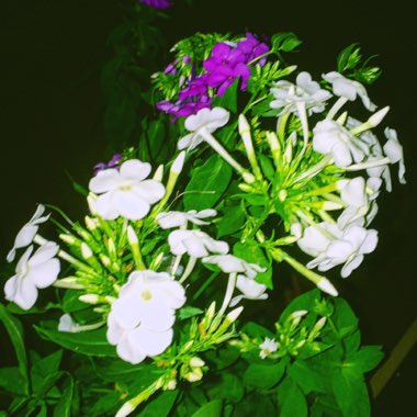 Phlox subulata 'White Delight'
