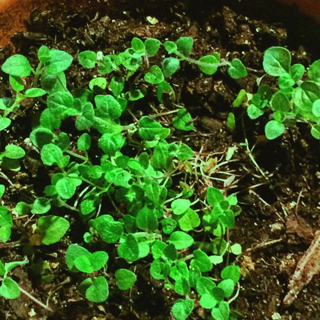Plant image Origanum Laevigatum 'Rosenkuppel'