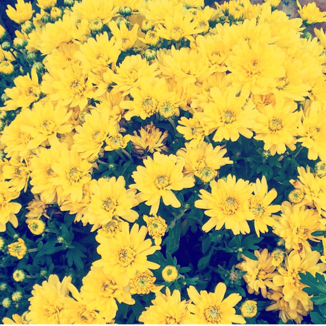 Plant image Chrysanthemum 'Poppins Yellow Jewel'