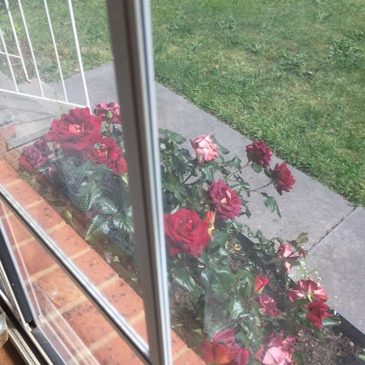 plant image 1387760