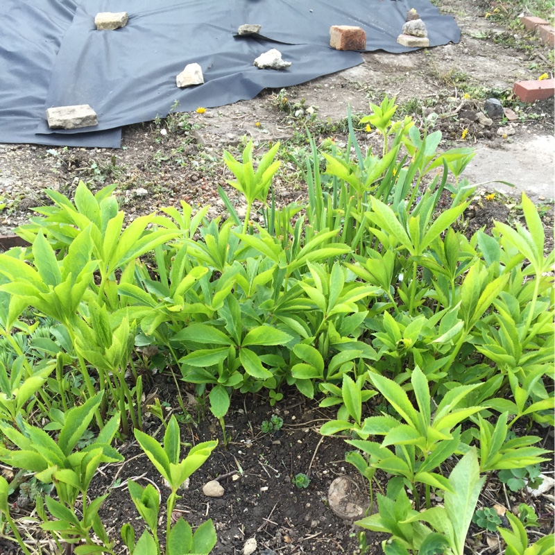 Carron's garden