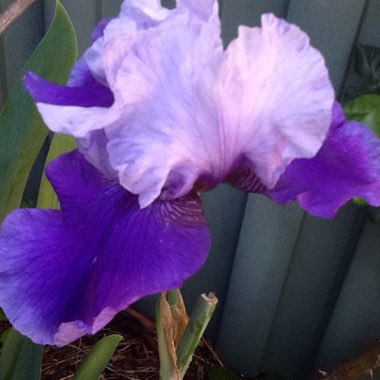 Iris x germanica 'Black Dragon'
