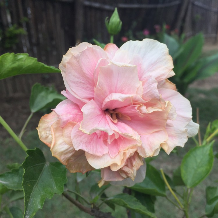 plant image 418847