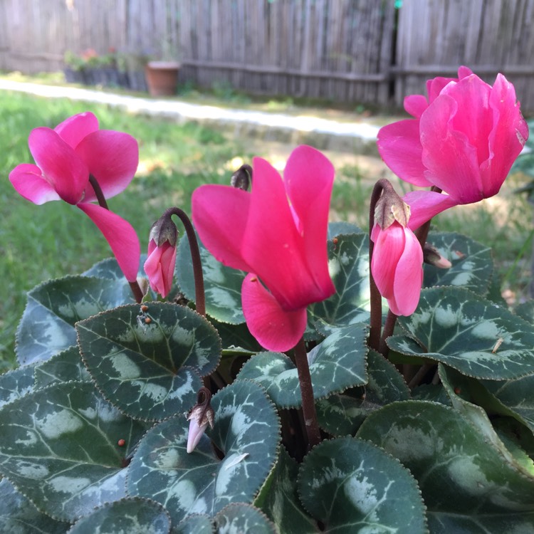 plant image 447840