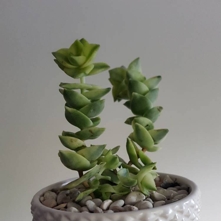 plant image 674359