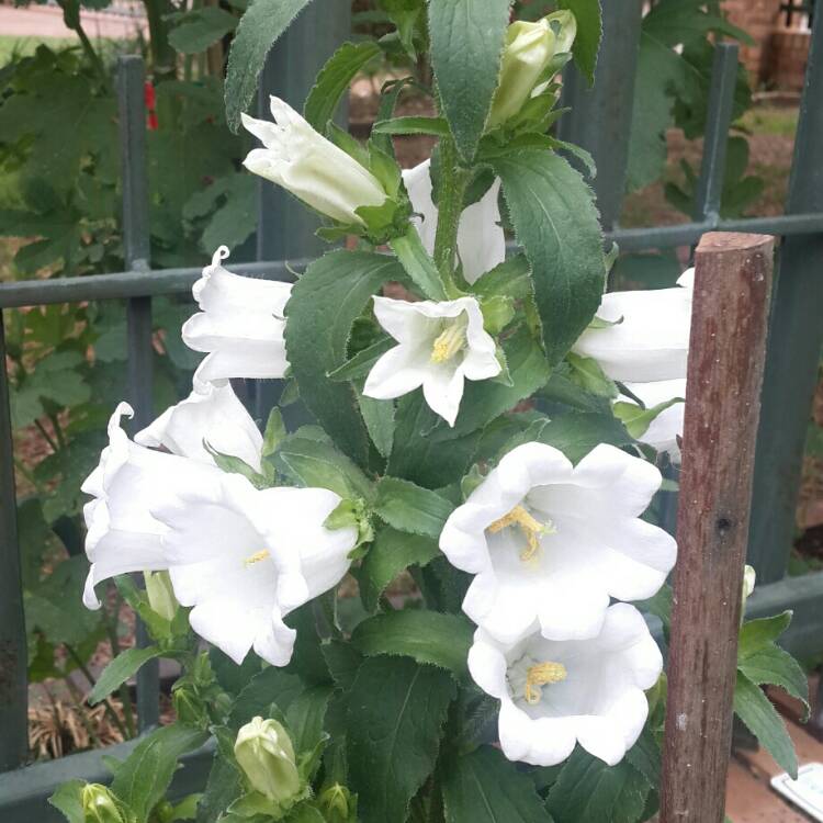 Plant image Campanula 'Champion White'