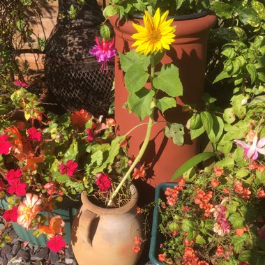 Carole's garden