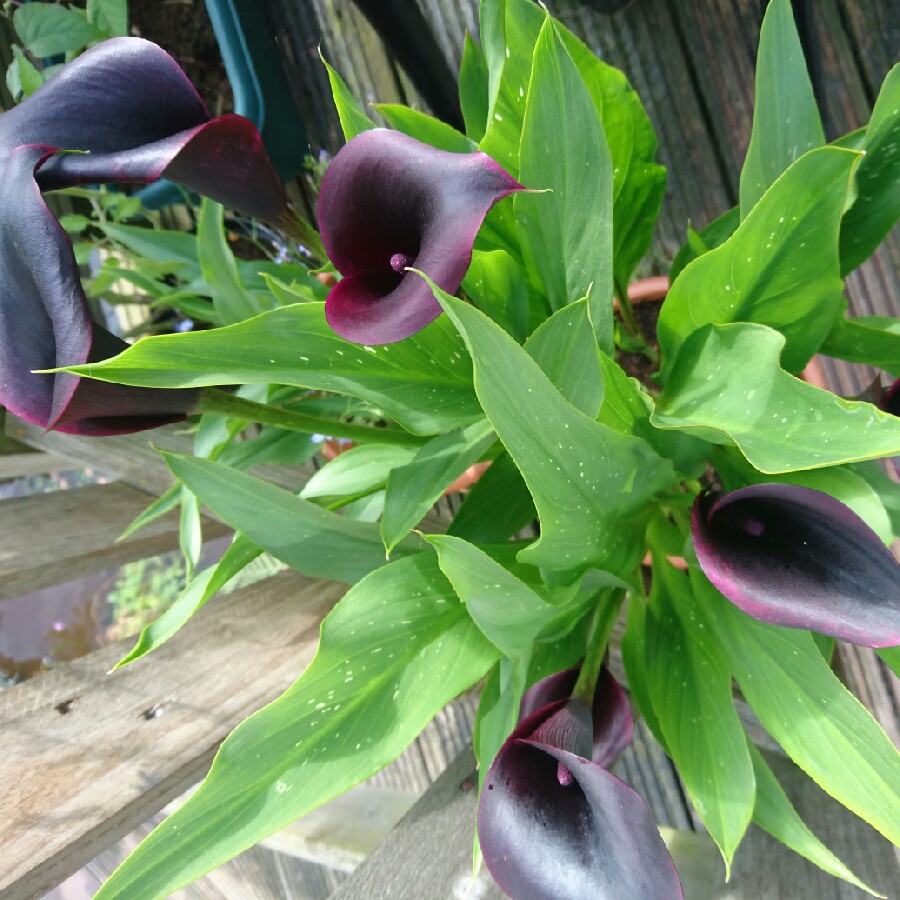 Plant image Zantedeschia 'Black Star'