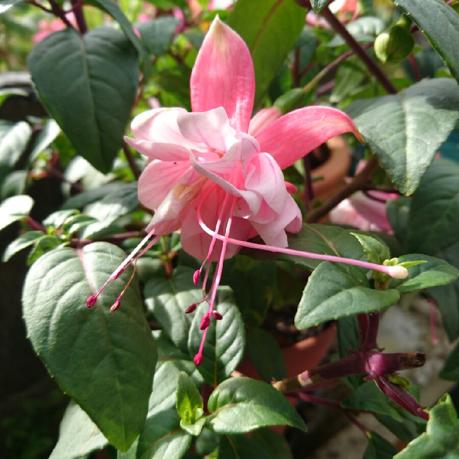 Fuchsia 'Southgate', Fuchsia 'Southgate' - uploaded by @Enica