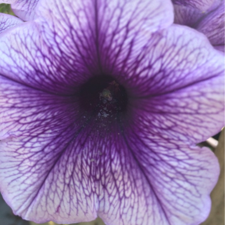 Plant image Petunia Surfinia 'Blue Vein'