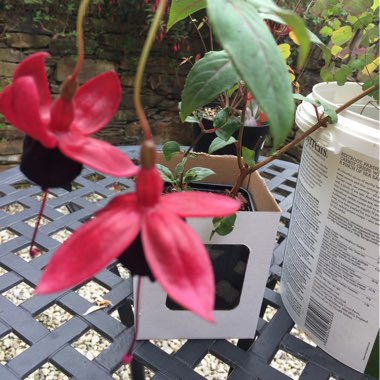 Fuchsia 'Lady In Black'
