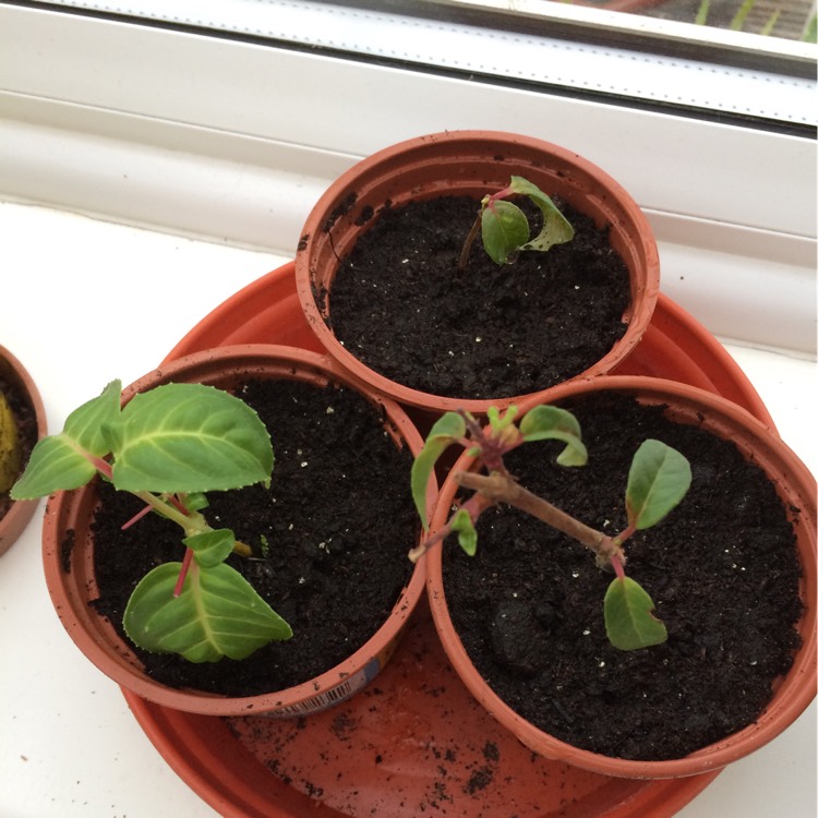plant image 242719