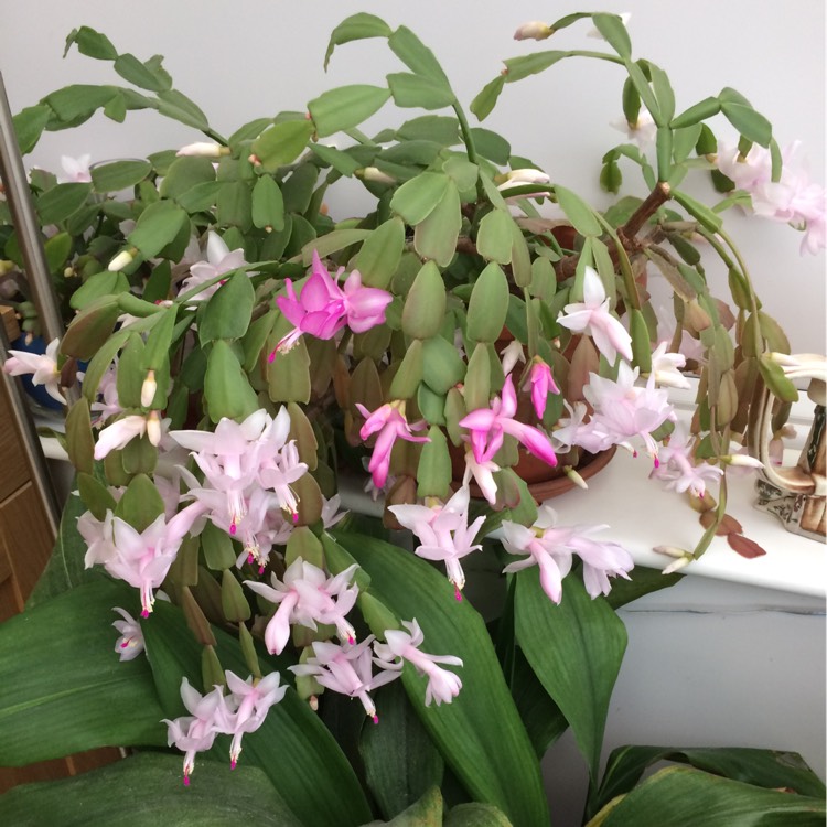 plant image 281563 plant image 281563