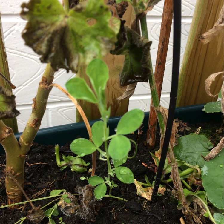 plant image 308952