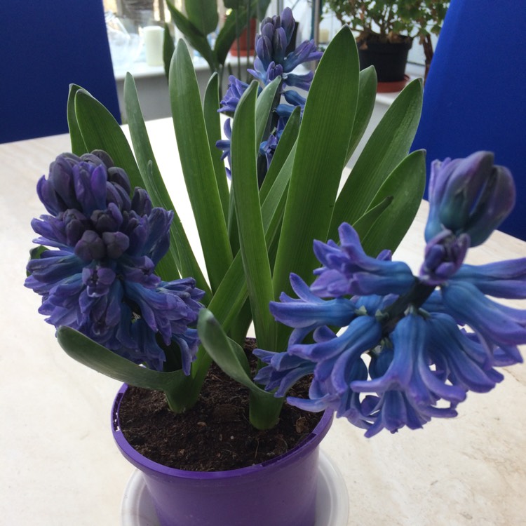 Plant image Hyacinthus orientalis 'Blue Jacket'
