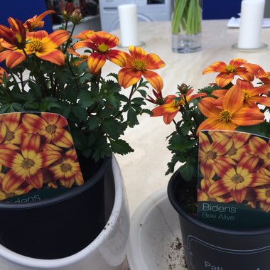 Bidens 'Bee Alive'
