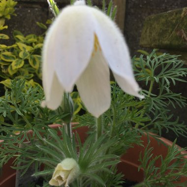Pulsatilla vulgaris 'Alba'