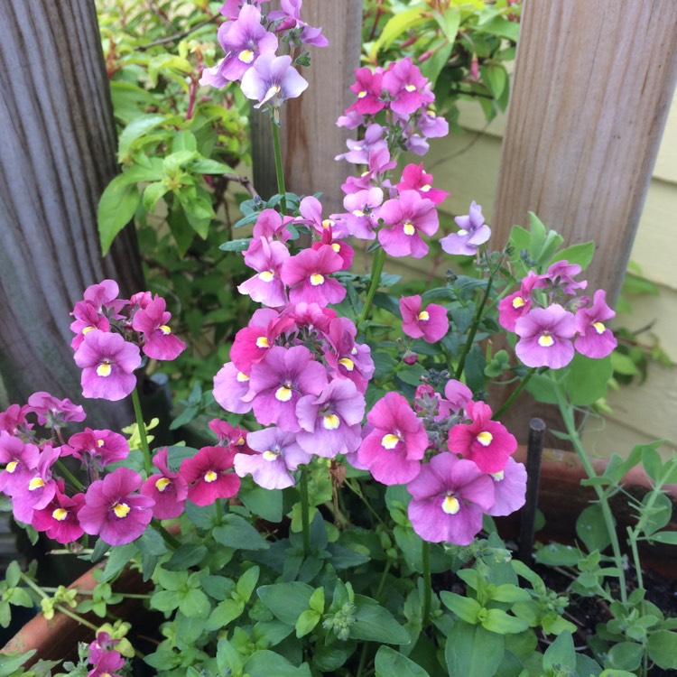 Plant image Nemesia fruticans 'Poetry™ Deep Pink'