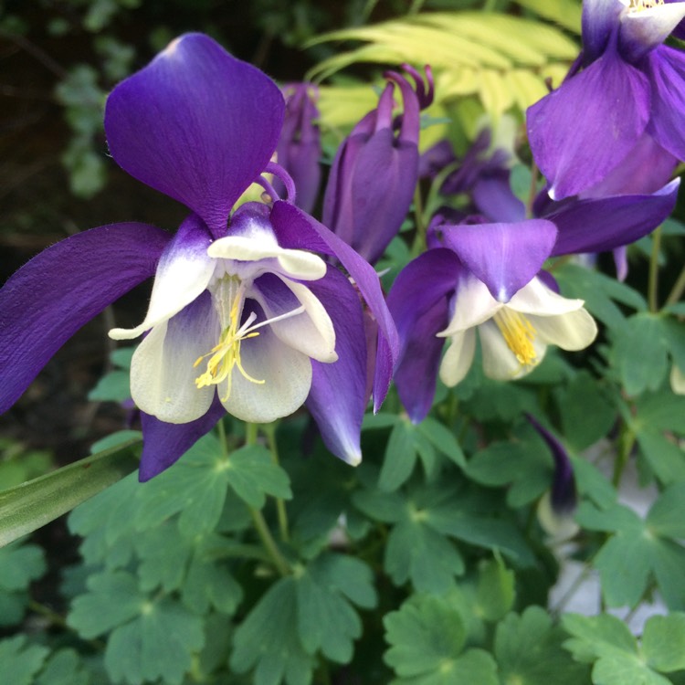 Plant image Aquilegia 'Blue Star'