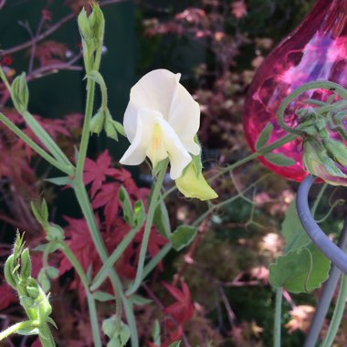 Lathyrus odoratus