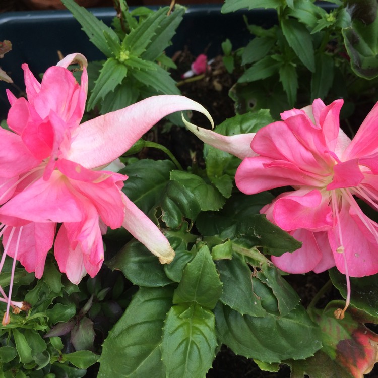 plant image 455252