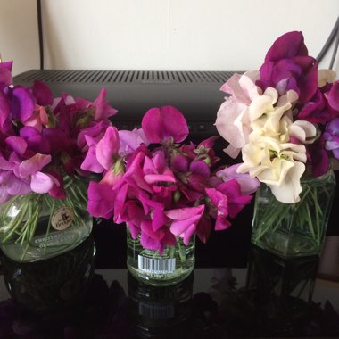 Lathyrus odoratus