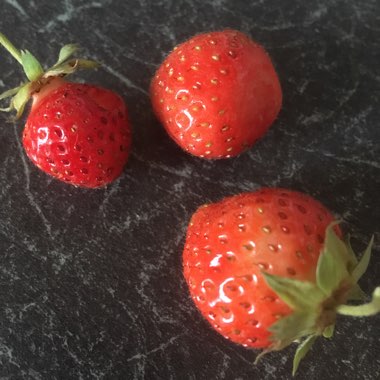 Fragaria x ananassa