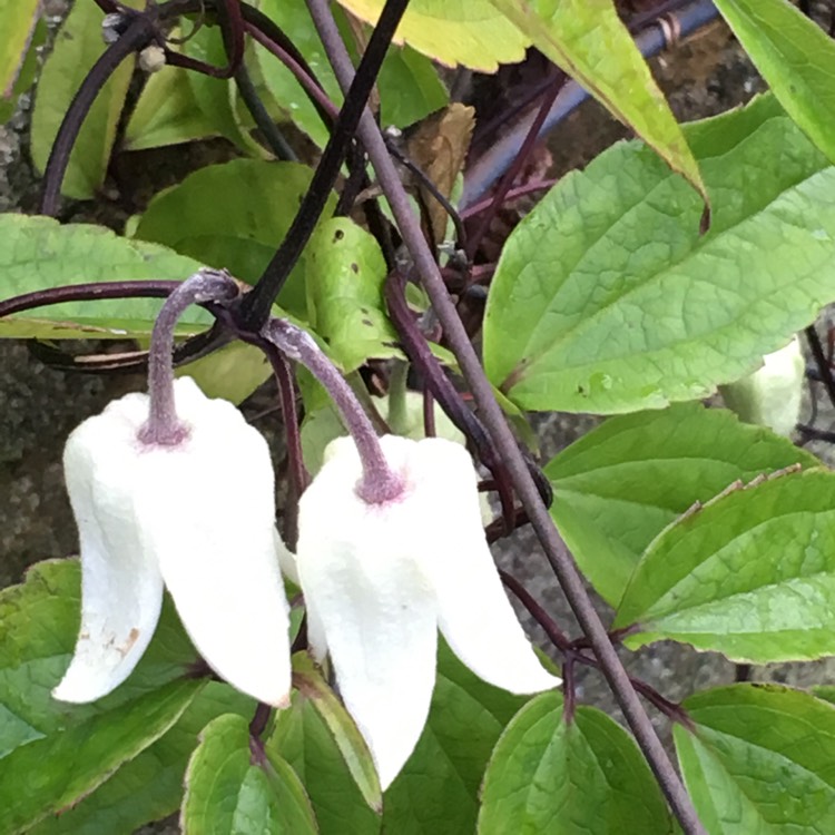Plant image Clematis urophylla 'Winter Beauty'