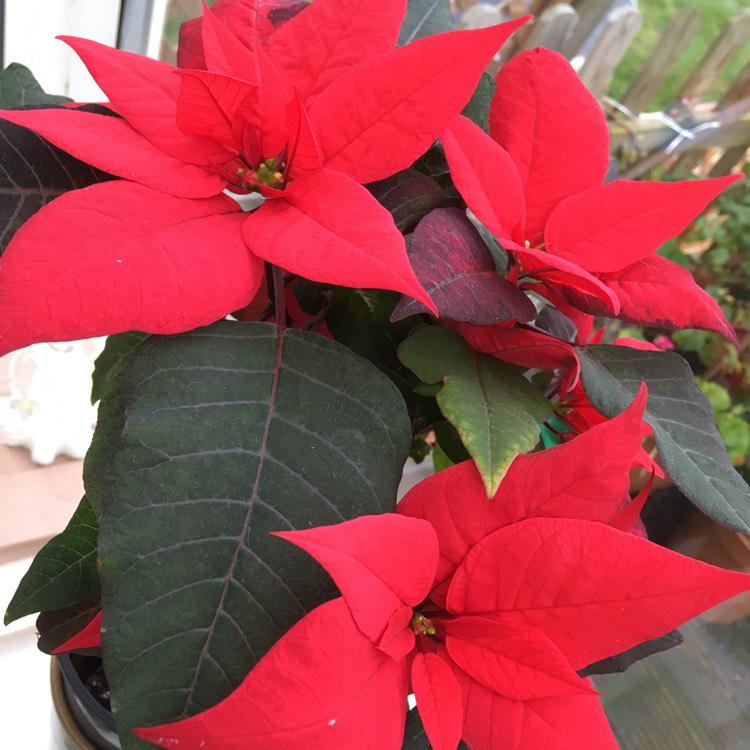 plant image 600741