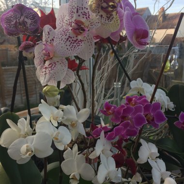 Phalaenopsis