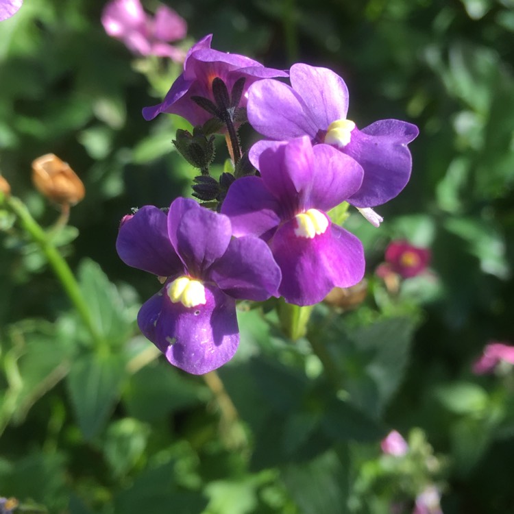 Plant image Nemesia