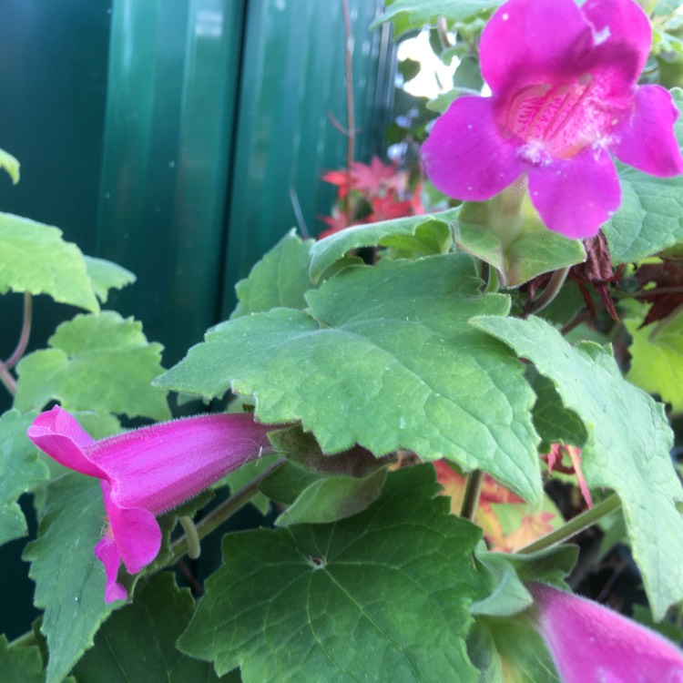 Plant image Asarina Scandens