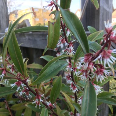 Sarcococca