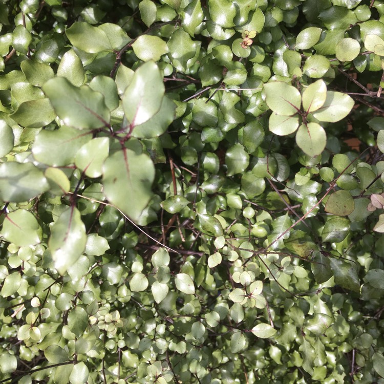 Plant image Pittosporum