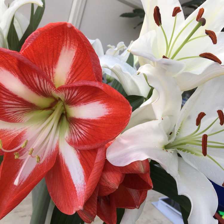 Hippeastrum (Sonatini Group) 'Red Rascal', Hippeastrum 'Red Rascal ...