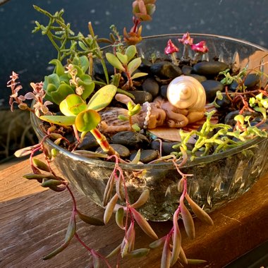 Sandy's garden
