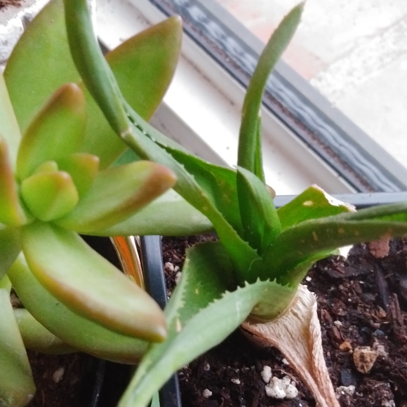 plant image 1220003