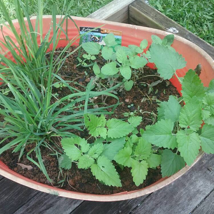 plant image 224709