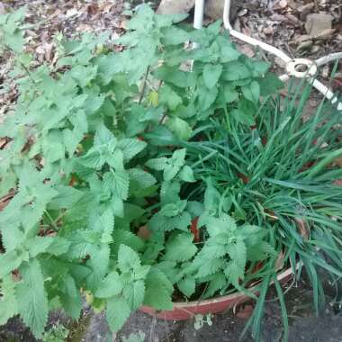 Nepeta 'Cataria'