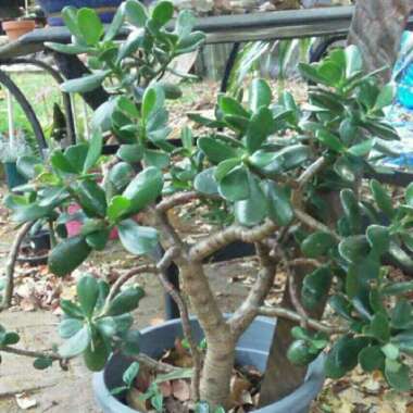 Crassula ovata