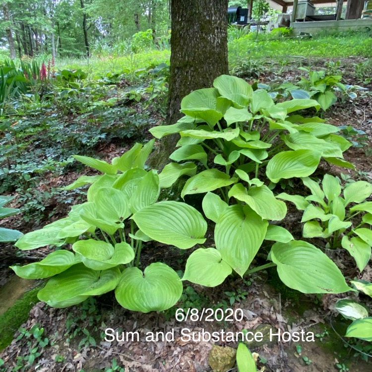 plant image 1325215 plant image 1325215