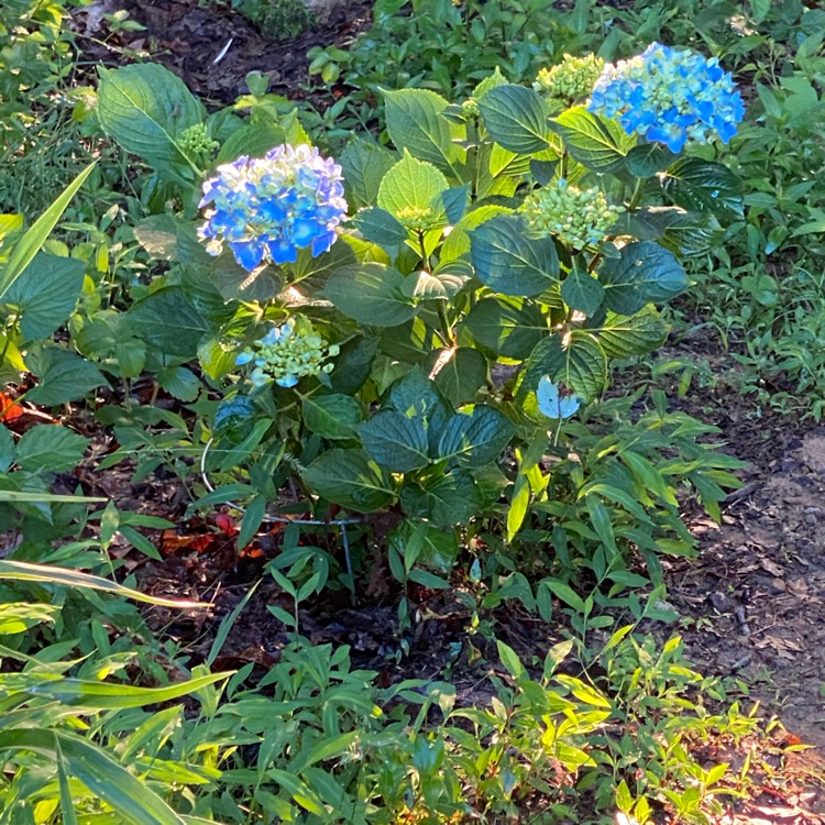 plant image 1327877
