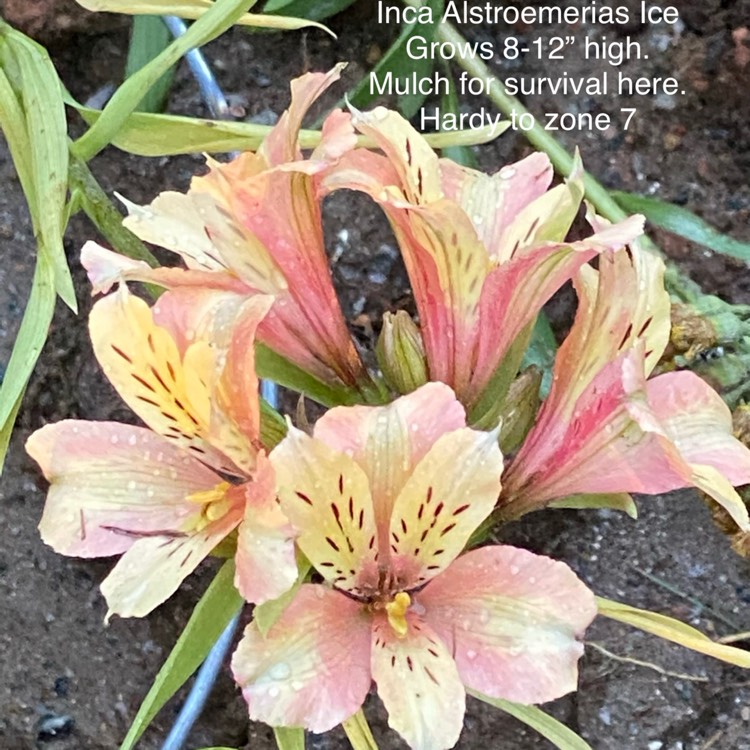 Plant image Alstroemeria 'Koice' (Inca Series) syn. Alstroemeria 'Inca Ice'